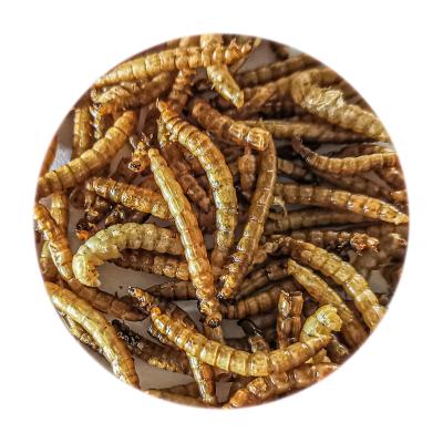 China Sustainable Support Customized High-Nutrient, High Protein Micro-Dried Mealworms For Birds for sale