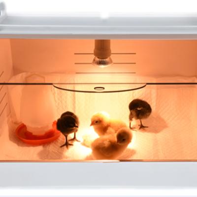 China Poultry hatching 2018 hotsale poultry chick brooder,chick brooder for sale,quail,bird brood box for sale