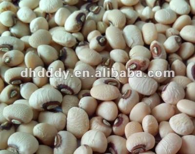 China Black Eye Dry Kidney Bean for sale