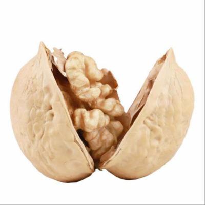 China Best Selling Organic Origin Dry China 185 Shell Unwashed Susceptible Raw Nuts for sale