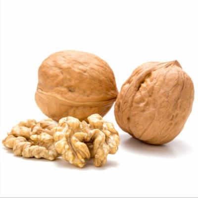 China Factory Quality Assurance Wholesale Dried Unwashed Susceptible Walnuts for sale