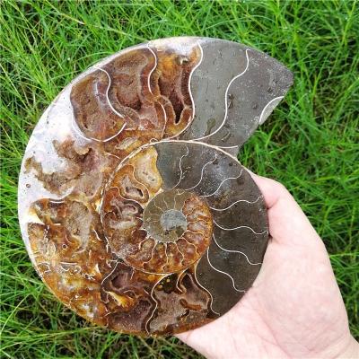 China China Crystal Conch Slice Polished Natural Fossil Crystal Decoration Conch Ammonite Fossils for sale