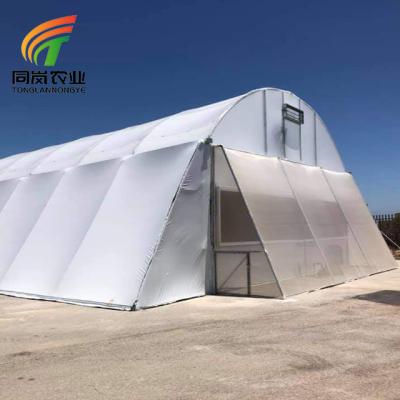 China Stable structure easily assembled factory direct sale low cost single span tunnel film greenhouse with hydroponic system for tomatoes for sale