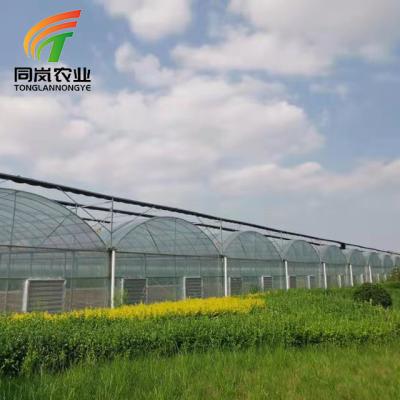 China Stable Structure Easily Assembled Single Multi-span Polyethylene Low Cost China Agricultural UV Plastic Film Cover Single Span Greenhouses Tent Growing For Sale Manufacturer for sale