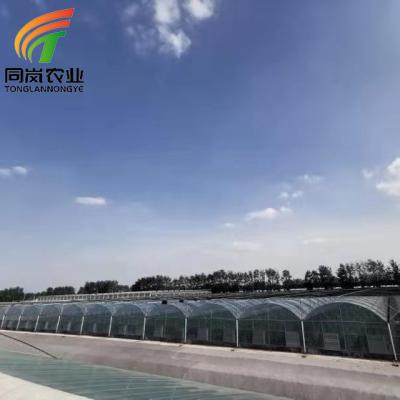 China Stable Structure Easily Assembled Agriculture Multi-span Arch Plastic Sheet Greenhouse Tomato Greenhouse and Strawberry Greenhouse for sale