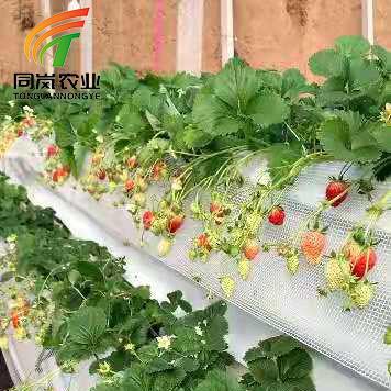 China Stable Structure Easily Assembled Single-Span Greenhouses Strawberry Planter Kit Growing Strawberry Planting Shelf for sale