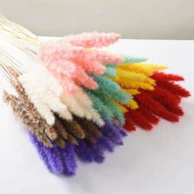 China Eco-Friend Diy Wedding Flower Arrangement Natural Dry Flower Dried Pampas Grass For Home Decoration for sale