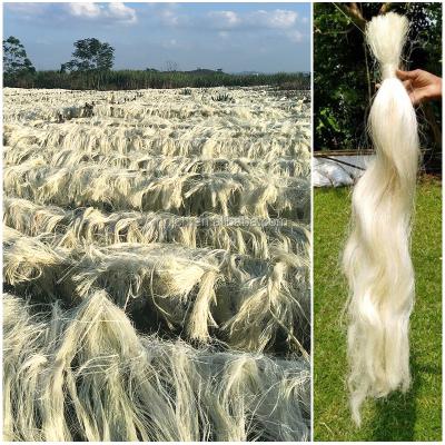 China Viable raw fiber UG SSUG sisal fiber we can supply from China & Brazil & Tanzania & Kenya & Masagascar & Mozambique for sale