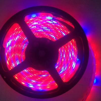 China Warehouse/hotel/office led strip for growing light full spectrum 12v smd 5050 3red 1blue color 60leds 5m 10m led flexible strip light for sale