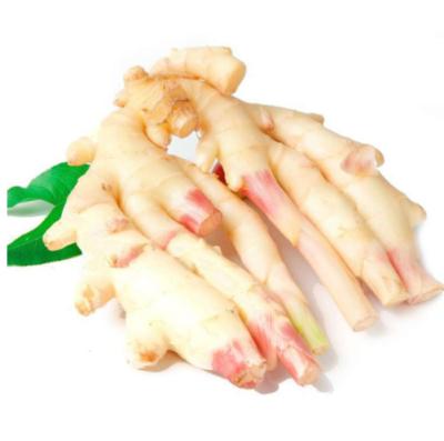 China New china ginger 10kg carton fresh air dried ginger price even dffordable ginger price new market price for sale