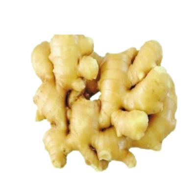 China Expoet Fresh Specialized Ginger 150g Up Ginger Low Price Ginger Price Market Price Per Ton for sale