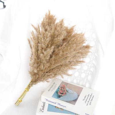 China Boho Style Dried Natural Fashion In America And Europe Dried Short Dried Flower Small Pampas Grass for sale