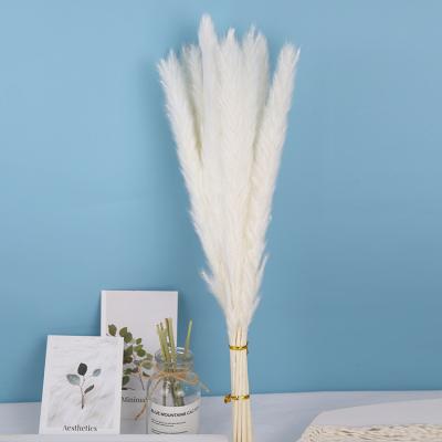 China Ins Dry Natural Style Popular In America And Europe Dried Flower Dried Small Pampas Grass With Short Feather for sale