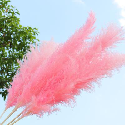 China Popular Natural Stream In The Market Dried Natural Flower Full Dried Rose Pampas Grass For Home External Wedding Decor for sale