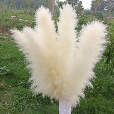 China High Quality Hot Selling Boho Amazon Wedding Decoration Dried Flower Natural White Pampas Grass for sale