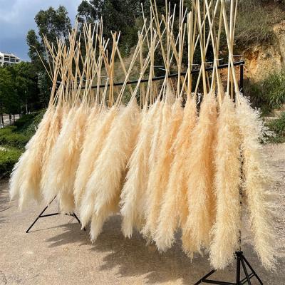 China Popular Natural Dry Fluffy Delicate Pampas Grass Boho Real Flowers Full Etsy for sale