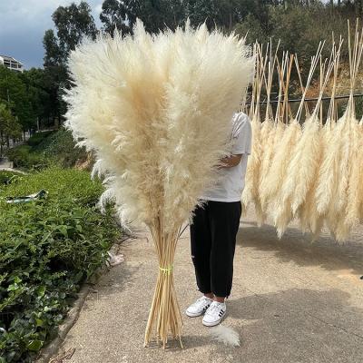 China Etsy's Natural Hot Selling Natural Dried Beige Dried Pampas Grass With Feather For Wedding Decor Fluffy for sale