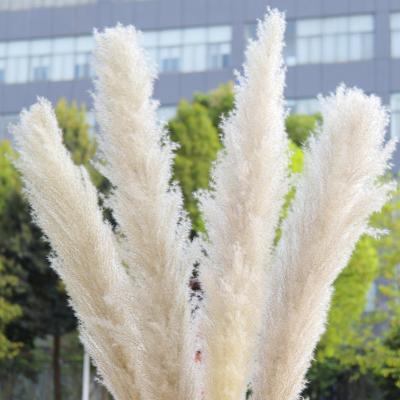 China 2022 Popular Original Dried Flowers Original Large Dried Natural Dry Pampas Grass With Plume For Home Decor Fluffy for sale