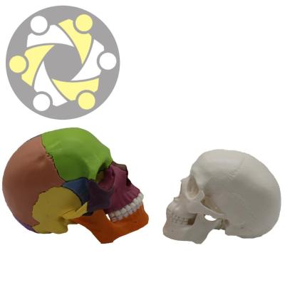 China Medical demonstration education colorful plastic medical anatomical human skull model for sale