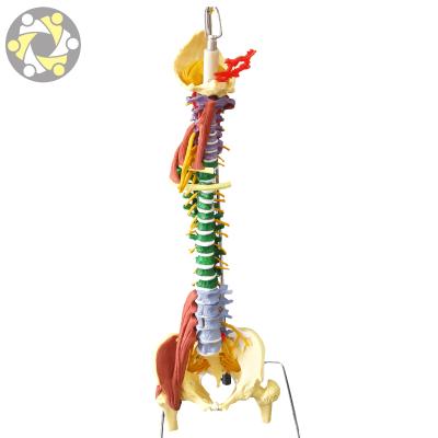 China Education Colored Vertebral Column With Pelvis Spine Vertebral Column Model With Pelvis for sale