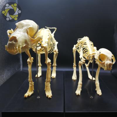 China Education Medical Science Biology Cat Canine Skeleton Model To Animal Teaching Study for sale