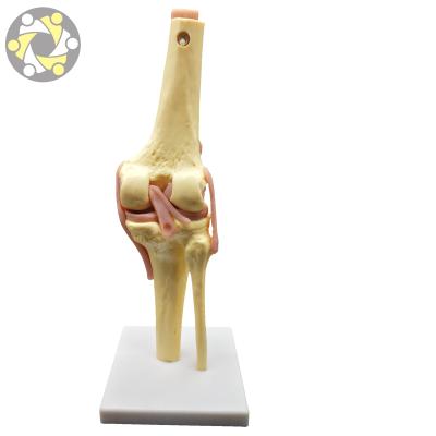 China Education Biological Plastic Human Anatomy PVC Human Artificial Knee Joint Model for sale