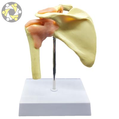 China Teaching Shoulder Education Biological Plastic Anatomy Skeleton Model for sale