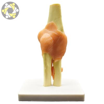 China Functional Plastic Elbow Joint Education Biological Plastic Anatomy Skeletal Model for sale