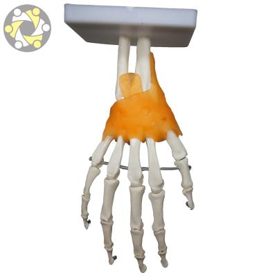 China Joint Life Size Hand Education Medical Human Skeletal Model With Ligaments Joint for sale