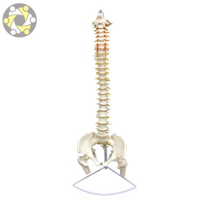 China Education Medical Science 85CM Spine Spine Model Teaching Skeleton Bone Plastic Model With Pelvis for sale