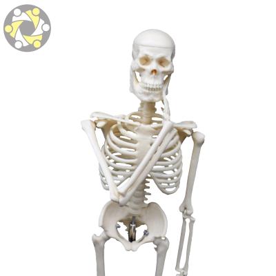 China Medical Anatomical Flexible Education Model 45CM Human Skeleton Teaching Model for sale