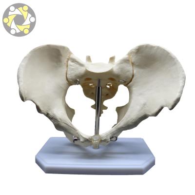 China Educational Medical Science Anatomy Male Pelvis Skeletal Model for sale