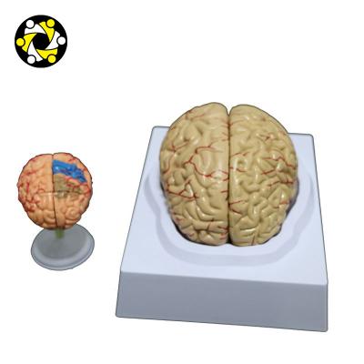 China High Quality Education Parts Anatomical Human Brain Medical Teaching Model for sale