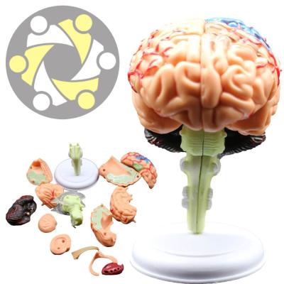 China Education Mini Size 4D Head Human Anatomy Brain Model for sale