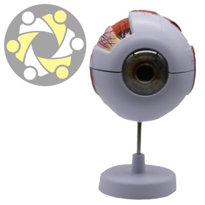 China Education Plastic Human Anatomical Model Study Eye Model Enlarged 6 Times for sale