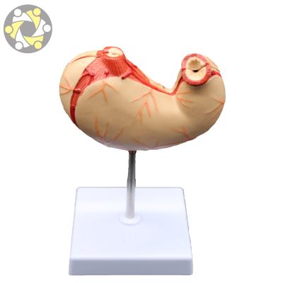 China PVC Education Digestive System Model Two Part Anatomy Human Stomach Model for sale