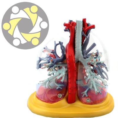 China New Education Design 3D Heart Anatomy Pathological Model for sale