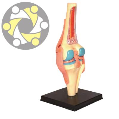 China New education style 3D artificial plastic knee joint anatomical model for sale