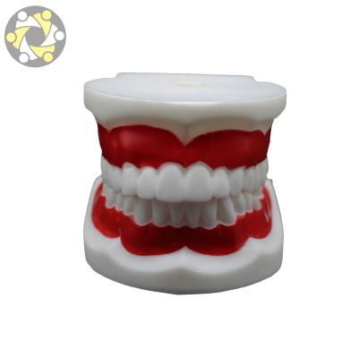 China Newest Excellent Education Dental Implant Kids Teeth Implant Training Model for sale