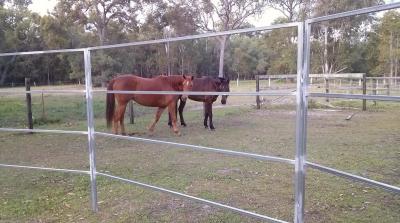 China Round Yard Panels For Sale 40x40 6 Oval Rails. Locking Pins. ,Victoria , Cattle for sale