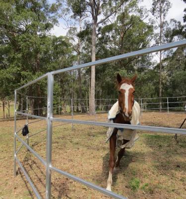 China Round Corral Panels Heavy Duty 6 Oval Rail - Portable Horse Pens For Sale for sale