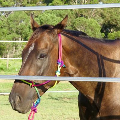 China Round Corral Panels 5 Oval Rails. Locking Pins. ,  Victoria , Cattle for sale