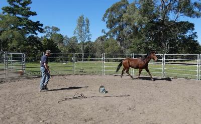 China 26 Round Yard Panels For Sale Inc Gate, Cattle Fences, Corral 18m Diameter for sale