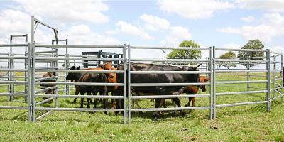 China Cattle Panel Race Bow Farm Fencing Direct Portable Cattle Panels and Accessories for sale