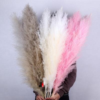 China Minimalist Dried Flower Canton Reed 15 Pcs Thatch Natural Dried Buoquets Pampas Dried Reed for sale