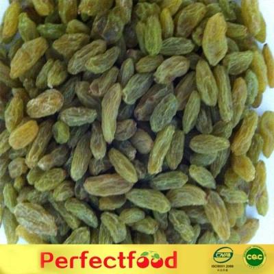 China Low Price Green Dried Raisins for sale