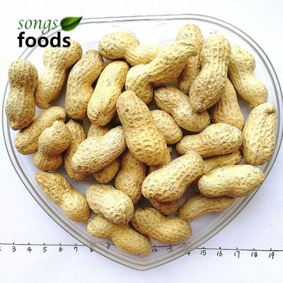 China 2018 Dry Raw Peanut in Shell Long Peanut with Cheap Price for sale