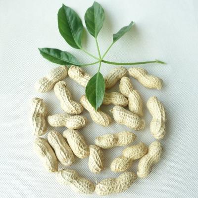 China Supply Bulk New Raw Peanut Dry Red Kernel, Wholesale and Raw Peanuts Price for sale