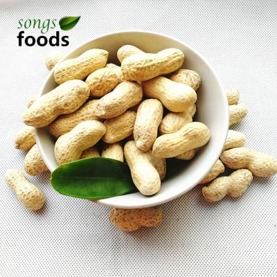 China China Wholesale Dried Peanuts at Shell 9/11 Market Price for sale