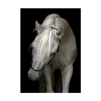 China CREATIVE Wall Art Black White Horse Cow Animals Dogs Posters And Prints On Canvas Painting For Living Room Decor Cudros Home Wholesale for sale